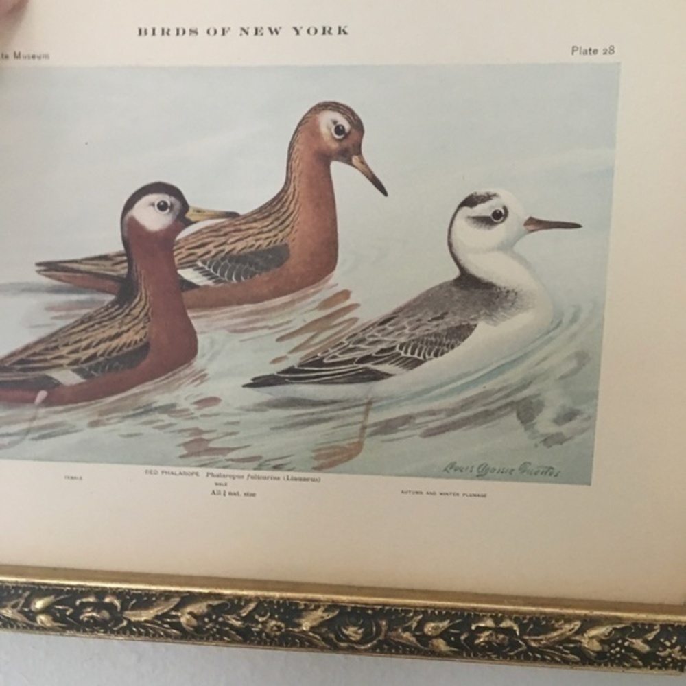 🖤5/$25 Antique Ornithological Bird Print Original